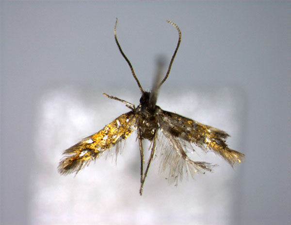 /filer/webapps/moths_gc/media/images/M/maculata_Phyllonorycter_A_EIHU.jpg