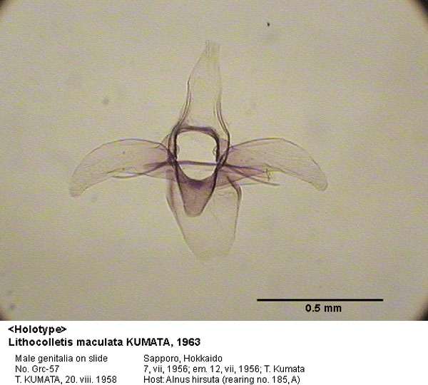 /filer/webapps/moths_gc/media/images/M/maculata_Phyllonorycter_GM_HT_57_EIHU.jpg