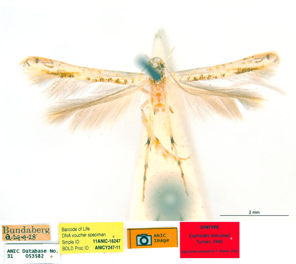 /filer/webapps/moths_gc/media/images/M/maculosa_Cuphodes_-PL1_31-053582_ANIC.jpg