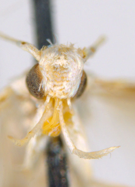 /filer/webapps/moths_gc/media/images/M/maculosa_Cuphodes_-PL1_head_31-053582_ANIC.jpg