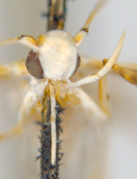 /filer/webapps/moths_gc/media/images/M/maculosa_Cuphodes_-PL2_head_31-053583_ANIC.jpg