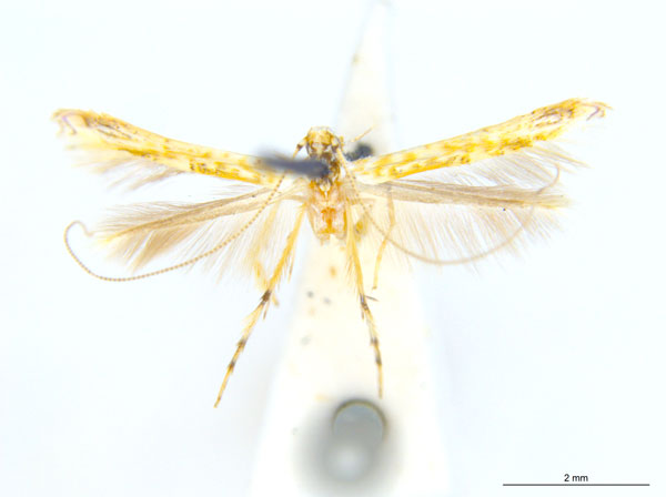 /filer/webapps/moths_gc/media/images/M/maculosa_Cuphodes_A8_ANIC.jpg