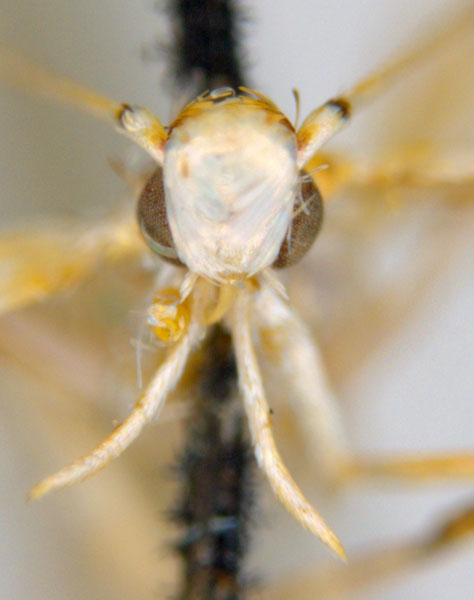 /filer/webapps/moths_gc/media/images/M/maculosa_Cuphodes_A8_head_ANIC.jpg