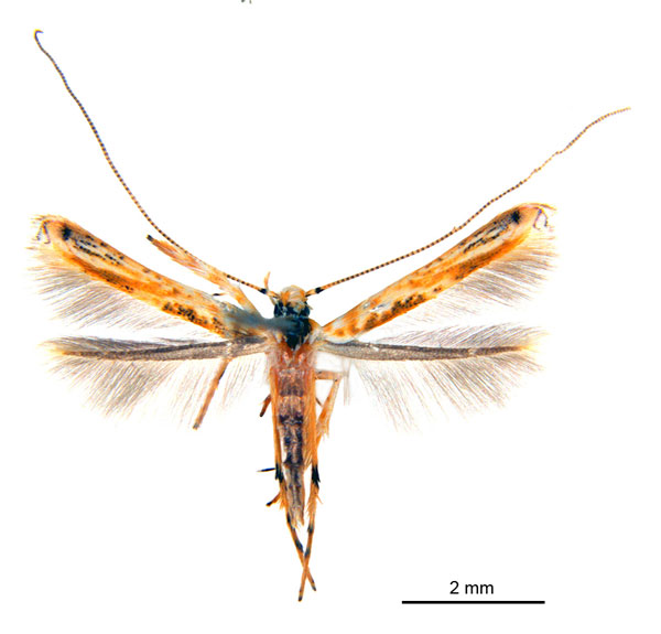 /filer/webapps/moths_gc/media/images/M/maculosa_Cuphodes_F_NULT022737_ANIC.jpg