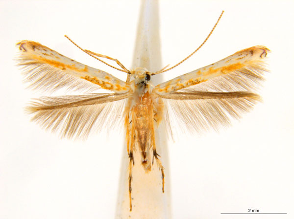 /filer/webapps/moths_gc/media/images/M/maculosa_Cuphodes_F_NULT022977.jpg