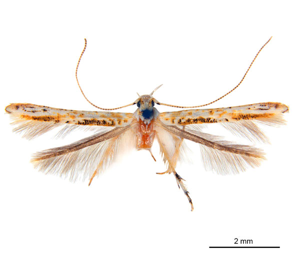 /filer/webapps/moths_gc/media/images/M/maculosa_Cuphodes_LT_ANIC.jpg
