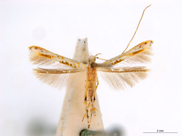/filer/webapps/moths_gc/media/images/M/maculosa_Cuphodes_M_NULT022852_ANIC.jpg