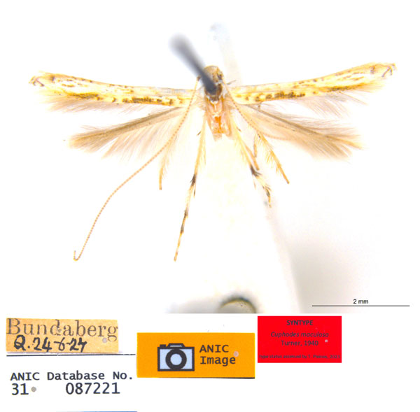 /filer/webapps/moths_gc/media/images/M/maculosa_Cuphodes_PL3_31-087221_ANIC.jpg