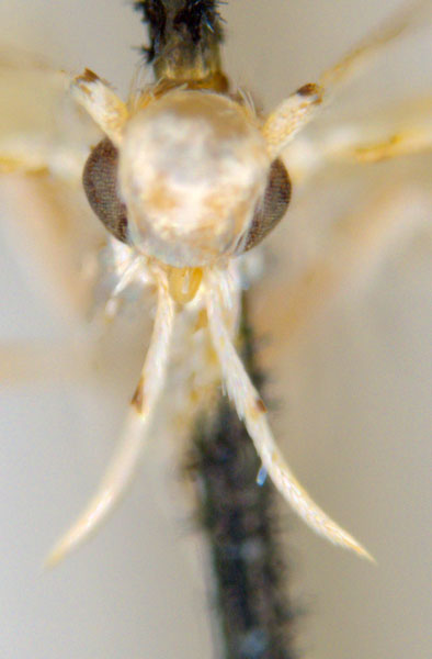 /filer/webapps/moths_gc/media/images/M/maculosa_Cuphodes_PL3_head_31-087221_ANIC.jpg