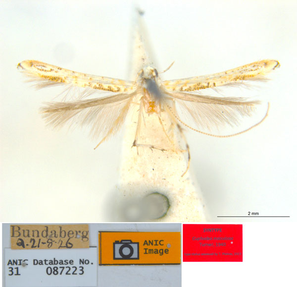 /filer/webapps/moths_gc/media/images/M/maculosa_Cuphodes_PLT5_31-087223_ANIC.jpg