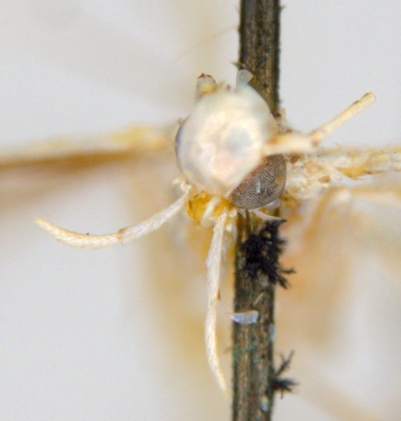/filer/webapps/moths_gc/media/images/M/maculosa_Cuphodes_PLT5_head_31-087223_ANIC.jpg