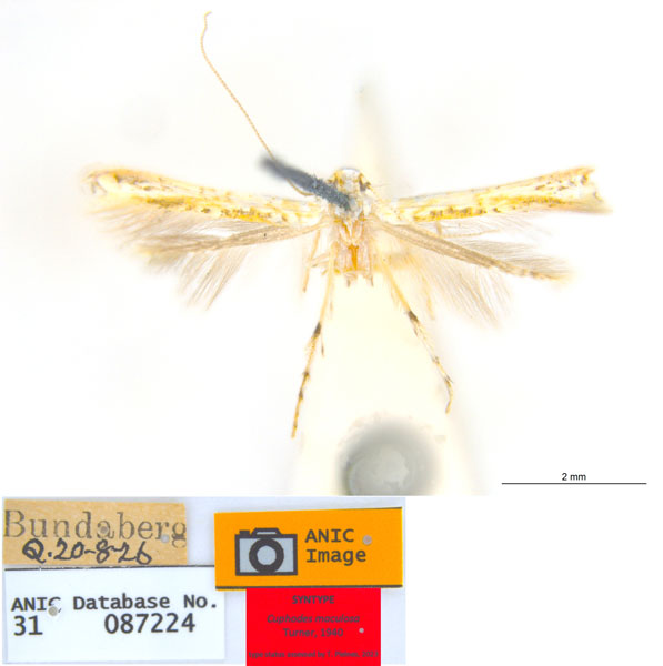 /filer/webapps/moths_gc/media/images/M/maculosa_Cuphodes_PLT6_31-087224_ANIC.jpg