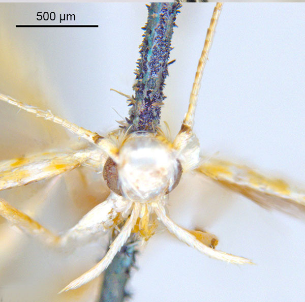/filer/webapps/moths_gc/media/images/M/maculosa_Cuphodes_PLT6_Head_31-087224_ANIC.jpg