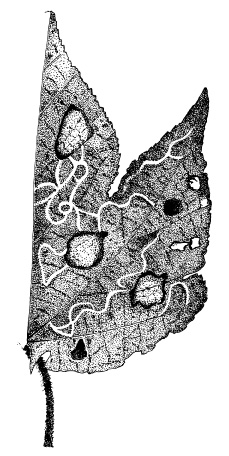 /filer/webapps/moths_gc/media/images/M/madagascariensis_Phyllonorycter_M_DePrins.jpg