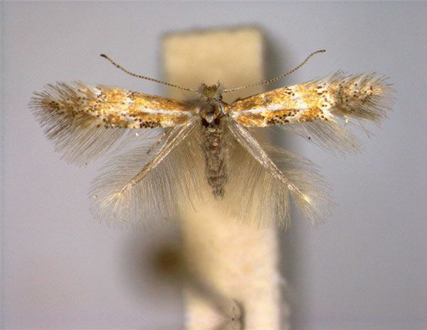 /filer/webapps/moths_gc/media/images/M/madeirae_Phyllonorycter_PT_EIHU.jpg