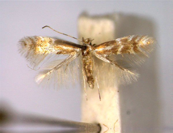 /filer/webapps/moths_gc/media/images/M/madeirae_Phyllonorycter_PT_EIHU_2.jpg