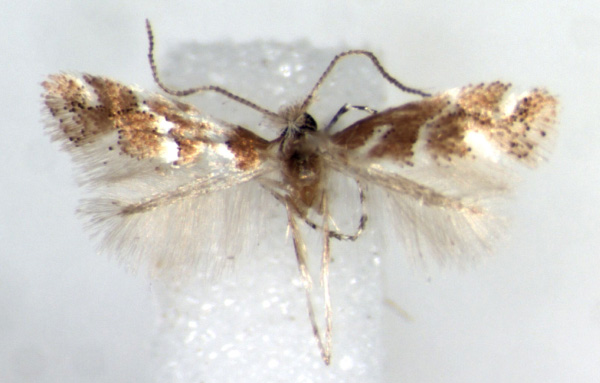 /filer/webapps/moths_gc/media/images/M/maererei_Phyllonorycter_HT_RMCA.jpg