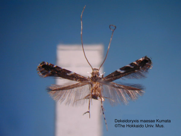 /filer/webapps/moths_gc/media/images/M/maesae_Dekeidoryxis_HT_EIHU.jpg