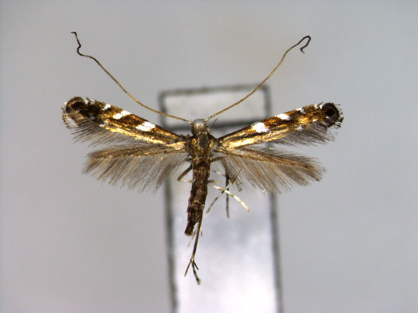 /filer/webapps/moths_gc/media/images/M/maesae_Dekeidoryxis_PT_EIHU.jpg