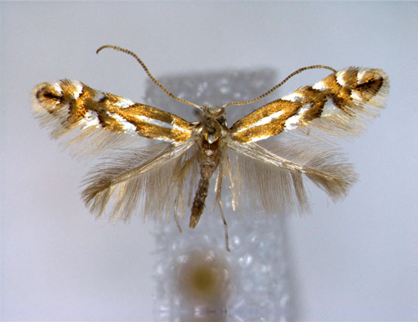 /filer/webapps/moths_gc/media/images/M/maestingella_Phyllonorycter_A_EIHU.jpg