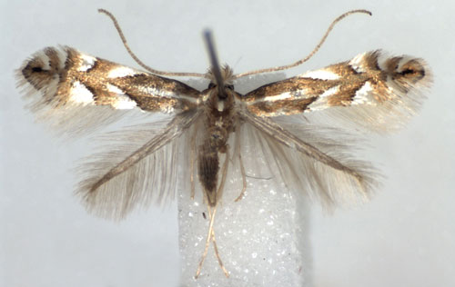 /filer/webapps/moths_gc/media/images/M/maestingella_Phyllonorycter_A_WJDP.jpg