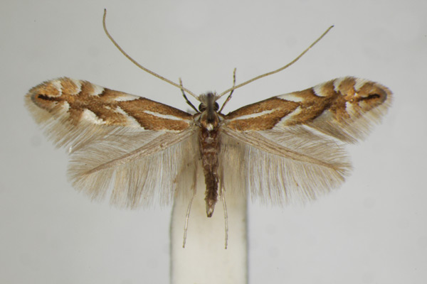 /filer/webapps/moths_gc/media/images/M/maestingella_Phyllonorycter_A_ZSM_2.jpg