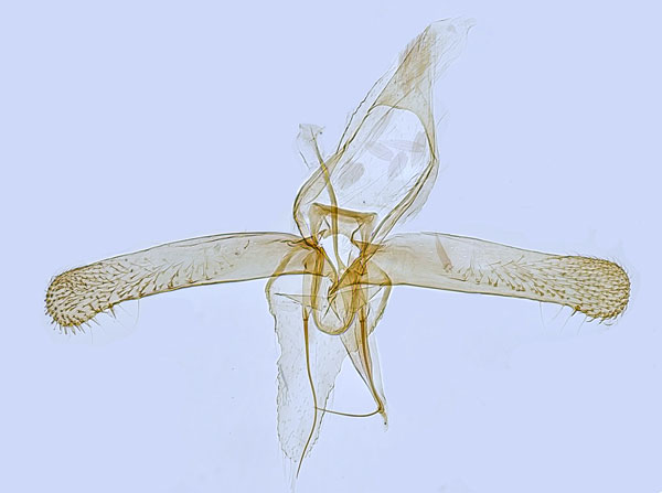 /filer/webapps/moths_gc/media/images/M/maestingella_Phyllonorycter_GM_Hall.jpg