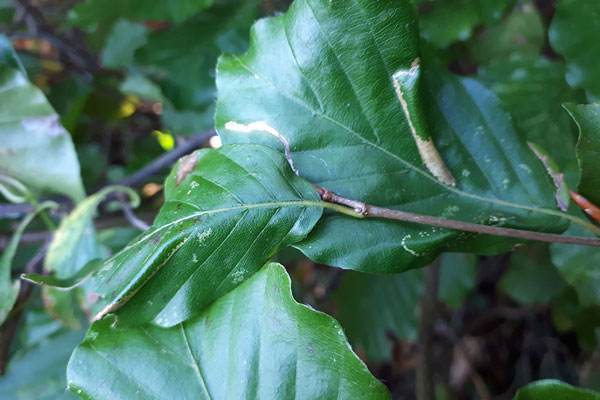 /filer/webapps/moths_gc/media/images/M/maestingella_Phyllonorycter_m_05_LR.jpg