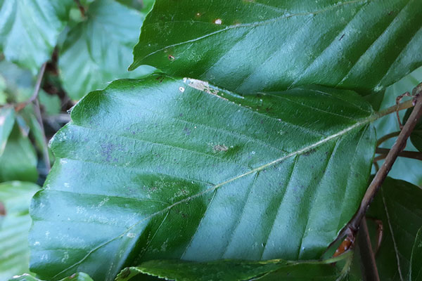 /filer/webapps/moths_gc/media/images/M/maestingella_Phyllonorycter_m_06_LR.jpg