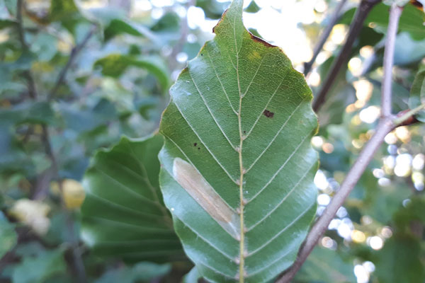 /filer/webapps/moths_gc/media/images/M/maestingella_Phyllonorycter_m_09_LR.jpg