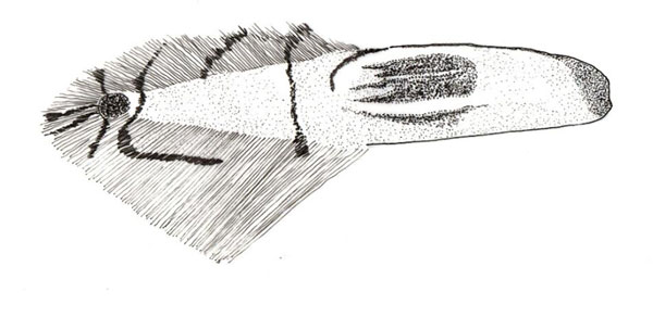 /filer/webapps/moths_gc/media/images/M/magalismontani_Phyllocnistis_A_Triberti-etal_2024_37.jpg