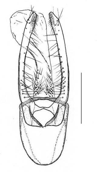 /filer/webapps/moths_gc/media/images/M/magalismontani_Phyllocnistis_GM_Triberti-etal_2024_42.jpg