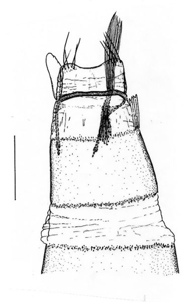 /filer/webapps/moths_gc/media/images/M/magalismontani_Phyllocnistis_S7-8_Triberti-etal_2024_42.jpg