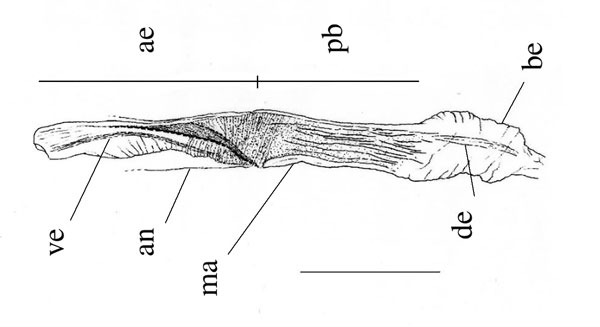/filer/webapps/moths_gc/media/images/M/magalismontani_Phyllocnistis_aedeagus_Triberti-etal_2024_42.jpg