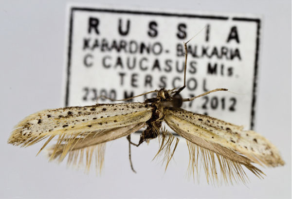 /filer/webapps/moths_gc/media/images/M/magna_Aspilapteryx_A_Richter-et-Budashkin_2020_66.jpg