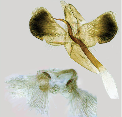 /filer/webapps/moths_gc/media/images/M/magna_Aspilapteryx_GM_Richter-et-Budashkin_2020_66.jpg