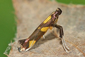 /filer/webapps/moths_gc/media/images/M/magnifica_Caloptilia_A_Deutsch_01.jpg