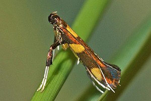 /filer/webapps/moths_gc/media/images/M/magnifica_Caloptilia_A_Deutsch_02 (1).jpg