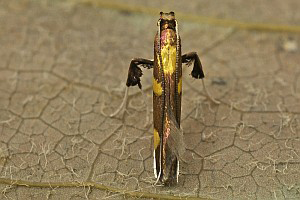 /filer/webapps/moths_gc/media/images/M/magnifica_Caloptilia_A_Deutsch_04.jpg