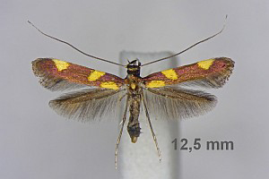 /filer/webapps/moths_gc/media/images/M/magnifica_Caloptilia_A_Deutsch_05.jpg