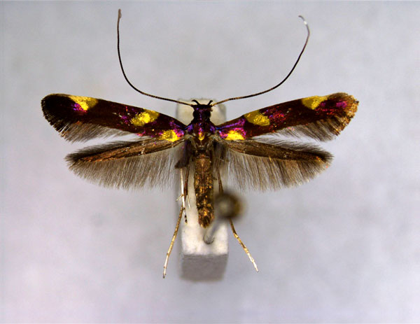 /filer/webapps/moths_gc/media/images/M/magnifica_Caloptilia_A_EIHU.jpg