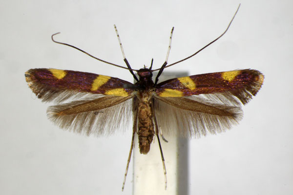 /filer/webapps/moths_gc/media/images/M/magnifica_Caloptilia_A_ZSM_2.jpg