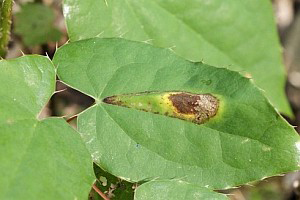 /filer/webapps/moths_gc/media/images/M/magnifica_Caloptilia_M_Deutsch_01.jpg
