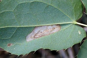 /filer/webapps/moths_gc/media/images/M/magnifica_Caloptilia_M_Deutsch_02.jpg