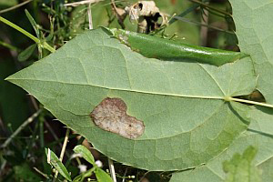 /filer/webapps/moths_gc/media/images/M/magnifica_Caloptilia_M_Deutsch_03.jpg