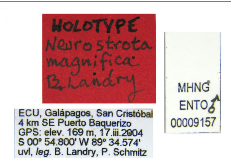 /filer/webapps/moths_gc/media/images/M/magnifica_Neurostrota_HT_MHNG_Labels.jpg