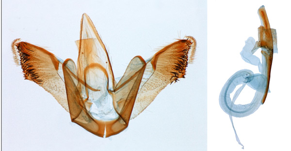 /filer/webapps/moths_gc/media/images/M/magnifica_Neurostrota_PT_GM_MHNG.jpg