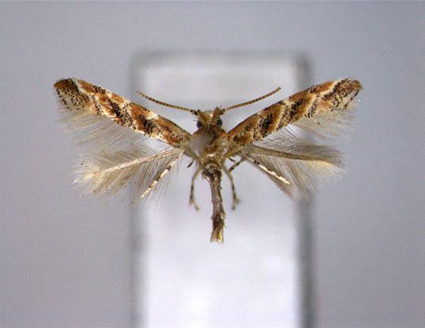 /filer/webapps/moths_gc/media/images/M/magnisignata_Cameraria_PT_EIHU.jpg