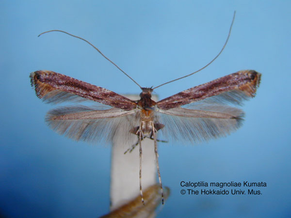 /filer/webapps/moths_gc/media/images/M/magnoliae_Caloptilia_HT_EIHU.jpg