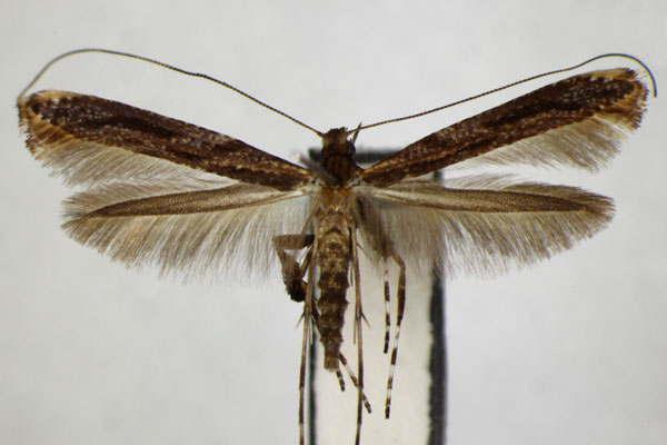 /filer/webapps/moths_gc/media/images/M/magnoliae_Caloptilia_PT_ZSM.jpg